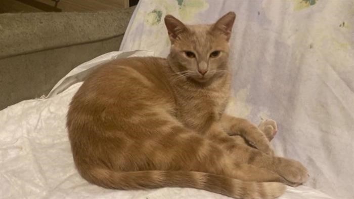 Кошка, заманившая двух студентов, Лусик найдет семью, которая будет его любить